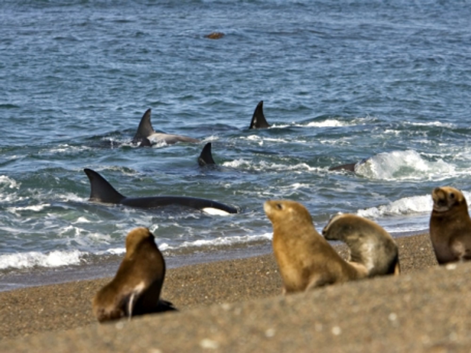 Orca Moms Teach Young The Trick For Killing Seals