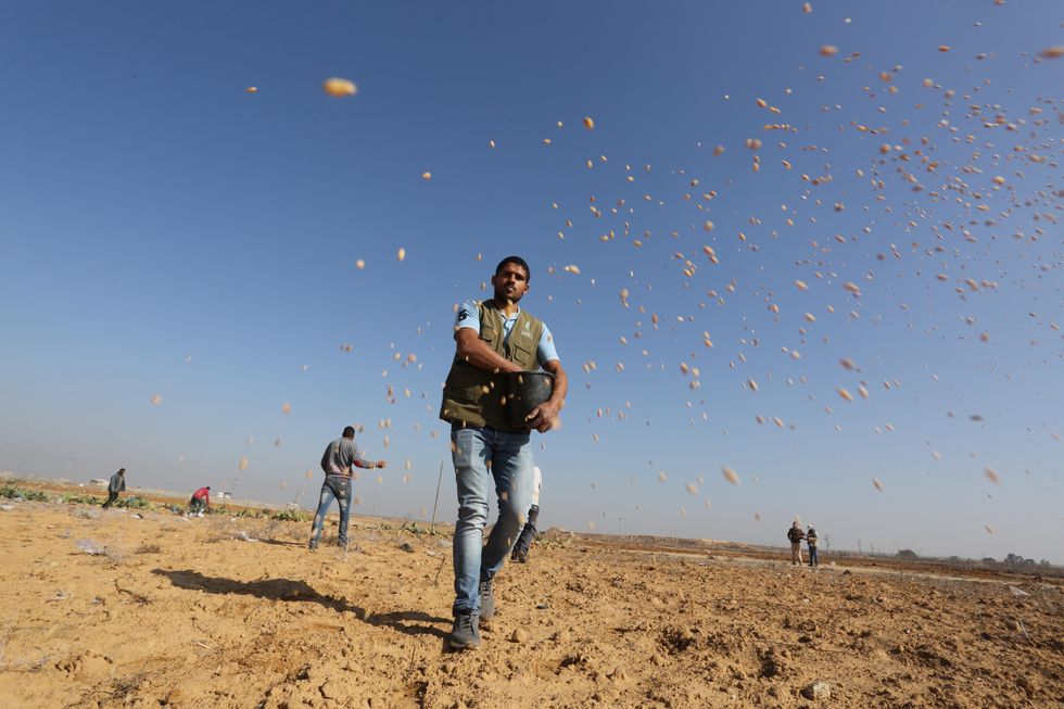 Palestinian members of the Union of Agricultural Work Committees take part to throw wheat seeds during the start of the wheat growing season on farmers' lands near the Israeli border.