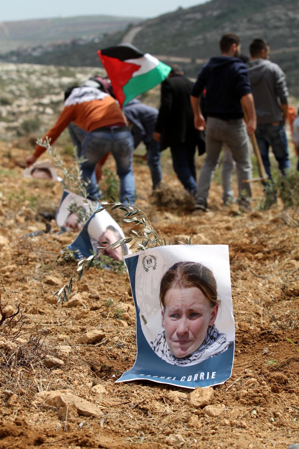 Palestinians from the village of Qariuot put a picture of the late American activist Rachel Corrie near an olive seedlings during a protest to mark the twelfth anniversary of her death.