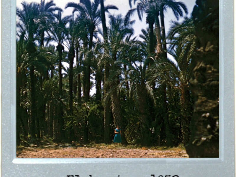 Palm Color