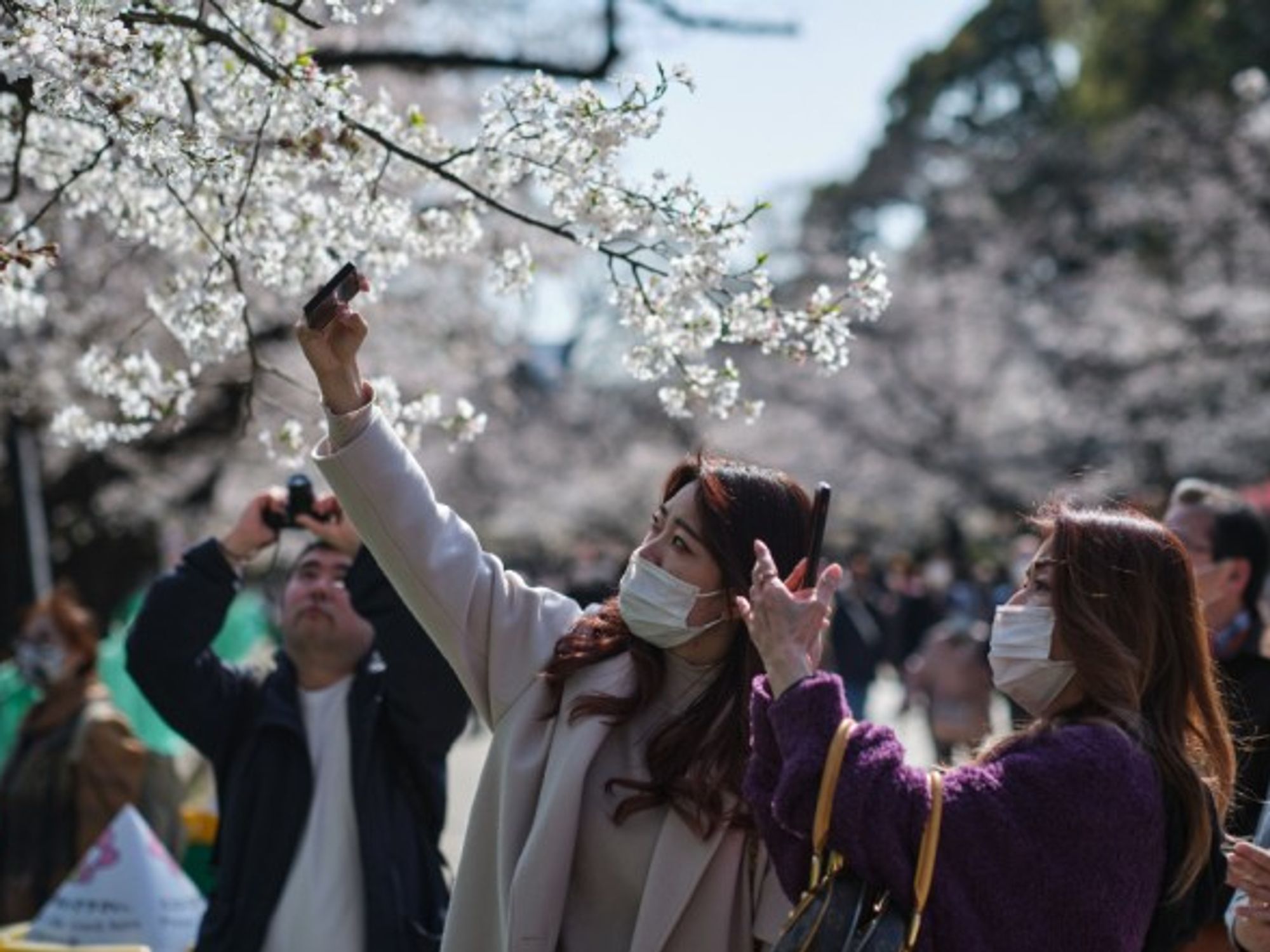 Passersby take pictures of cherry blossoms in a park in Tokyo, Japan, where the sakura season has begun.