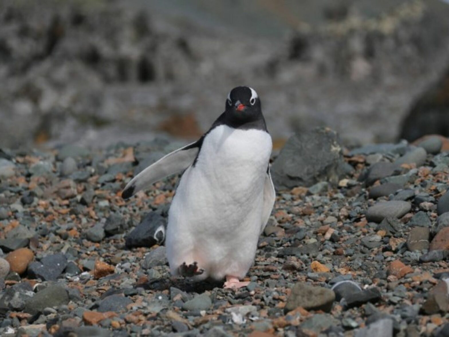 Penguin in Antarctic summer