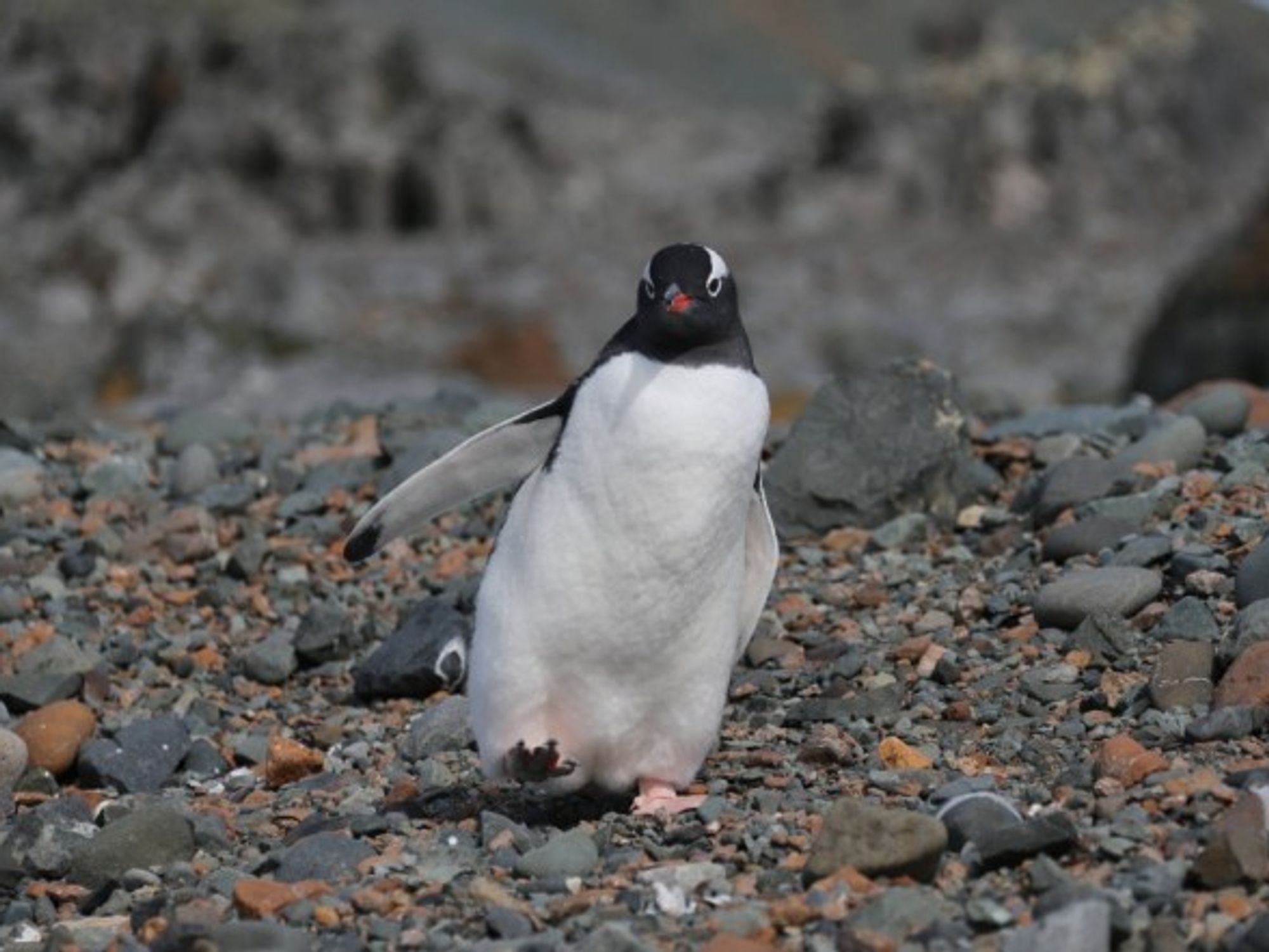 Penguin in Antarctic summer