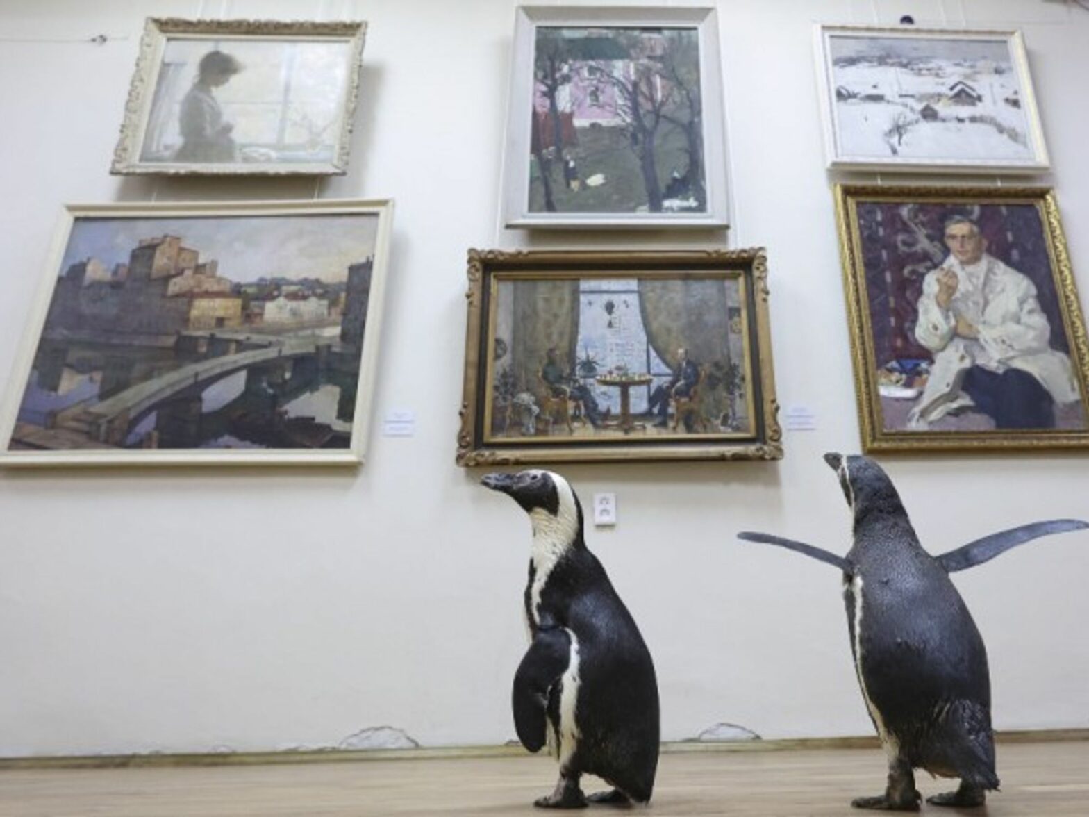 Penguins of the Lasta-Rica circus, which had to cancel all its events during the COVID-19 pandemic, pay a visit to the Bryansk Regional Art Museum, in Russia