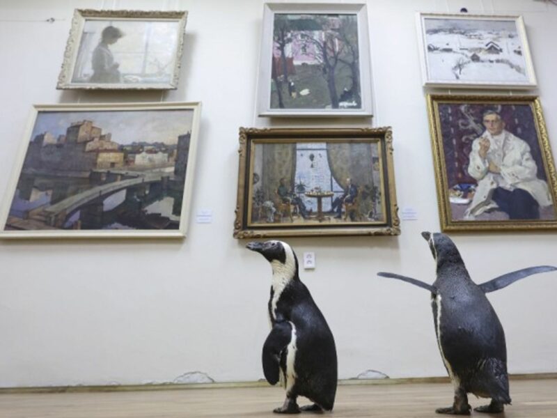 Penguins of the Lasta-Rica circus, which had to cancel all its events during the COVID-19 pandemic, pay a visit to the Bryansk Regional Art Museum, in Russia