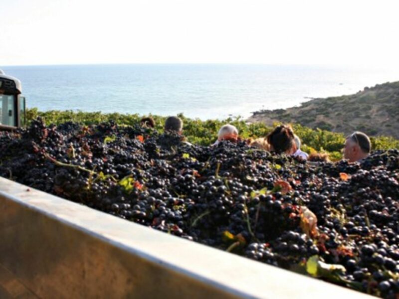 People harvesting grapes in Portopalo, in Sicily, in September 2009.