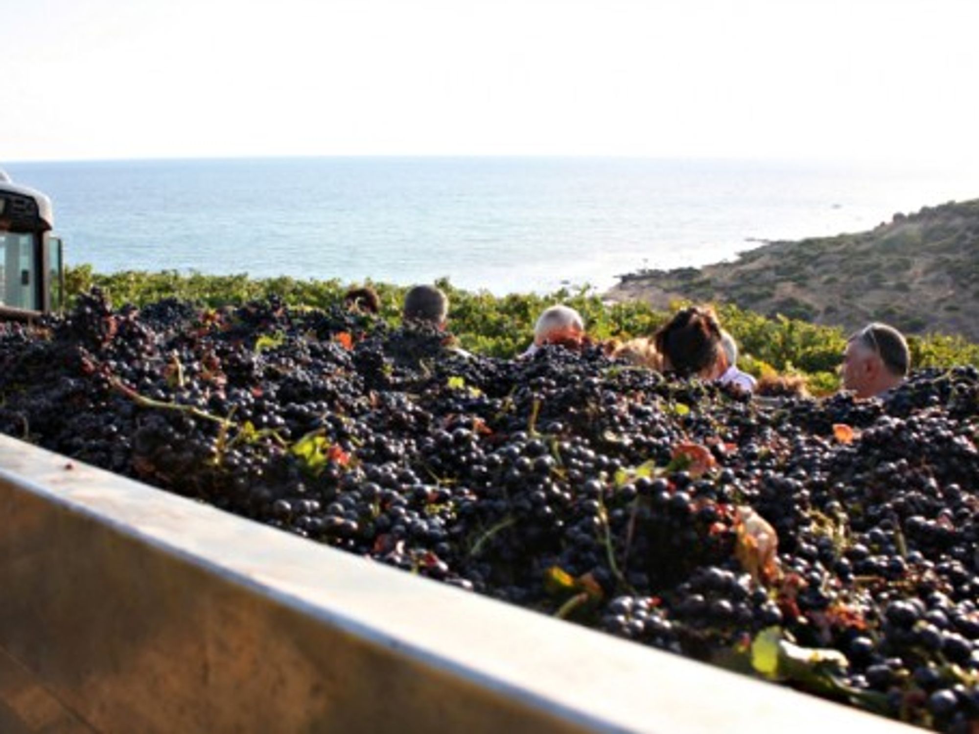 People harvesting grapes in Portopalo, in Sicily, in September 2009.