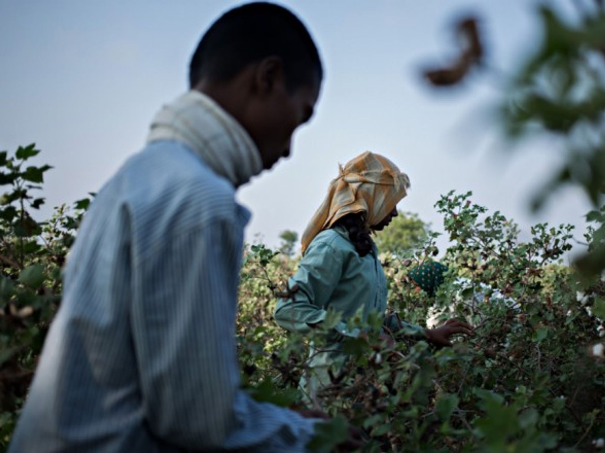 Pesticides are a common form of suicide for struggling farmers in India.