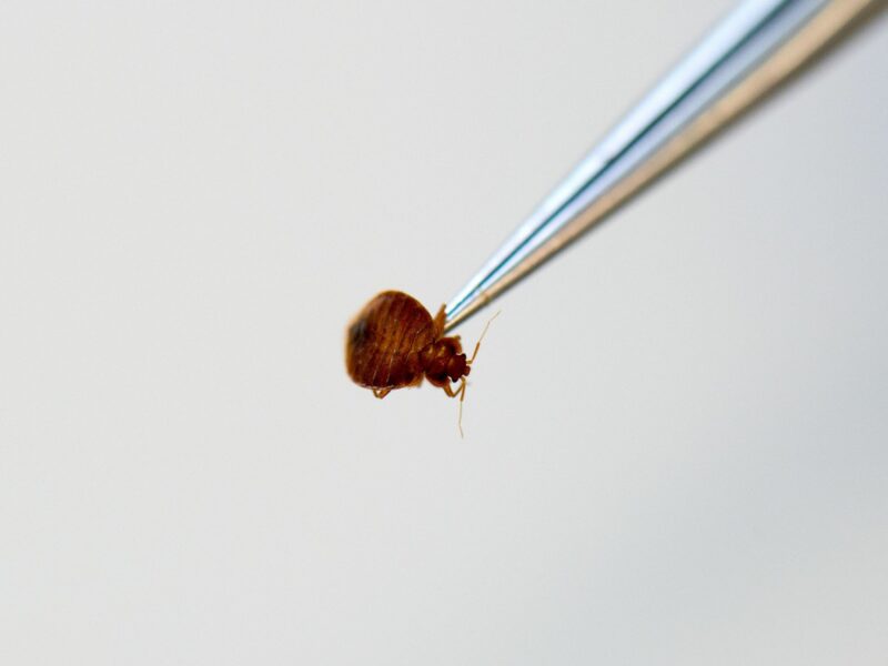 Photo of a bed bug