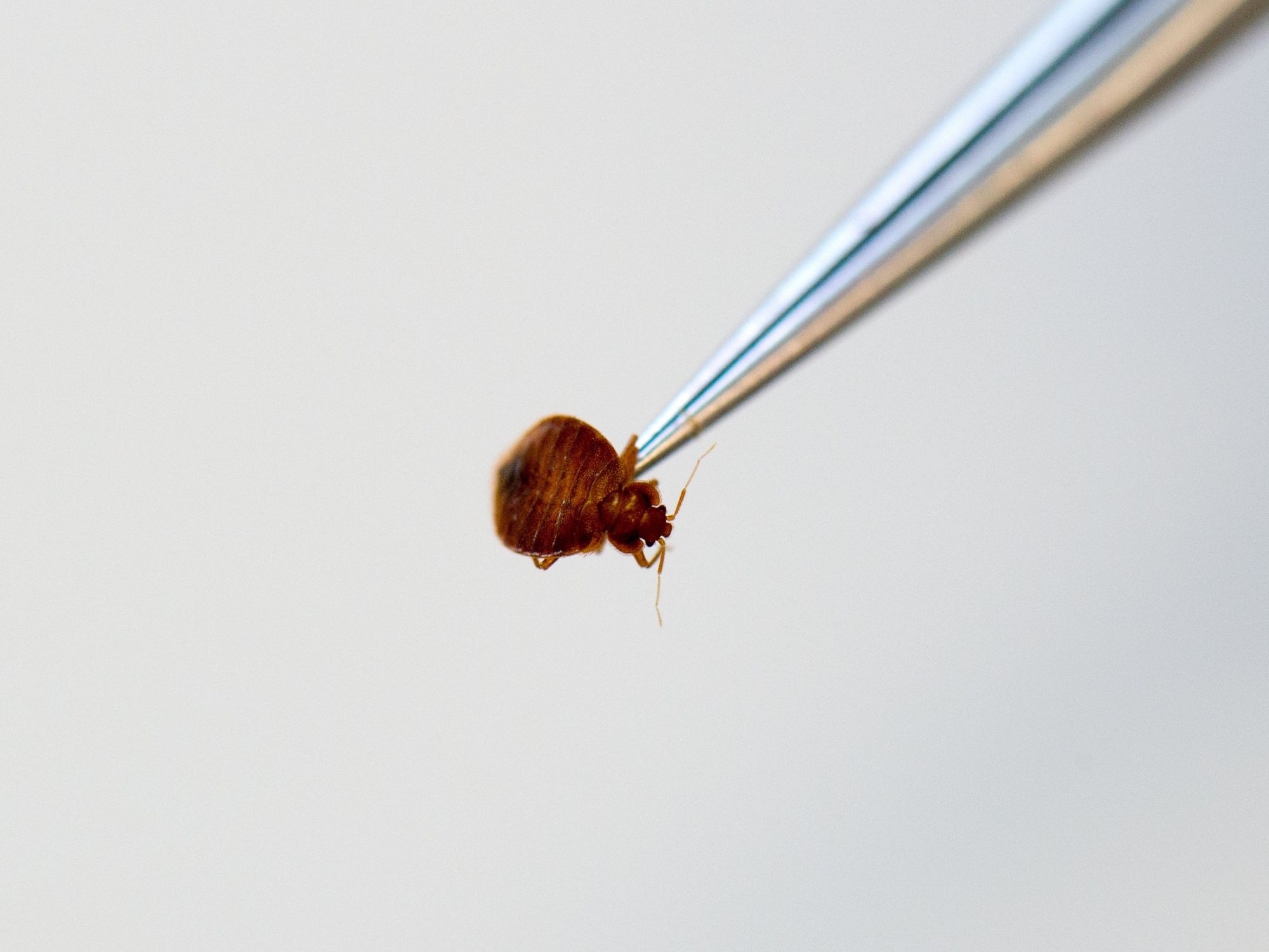 Photo of a bed bug