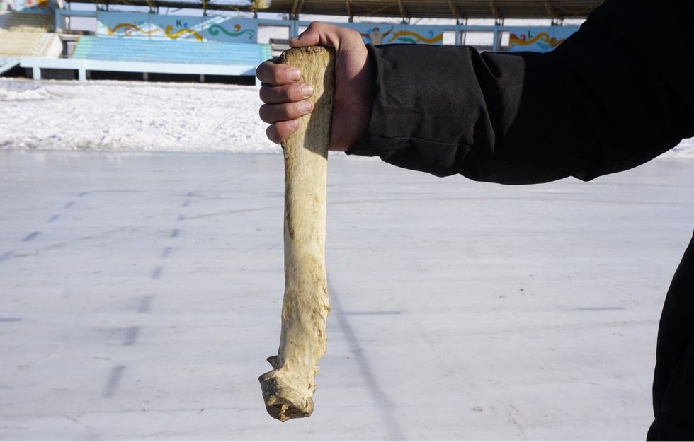 Photo of a bone