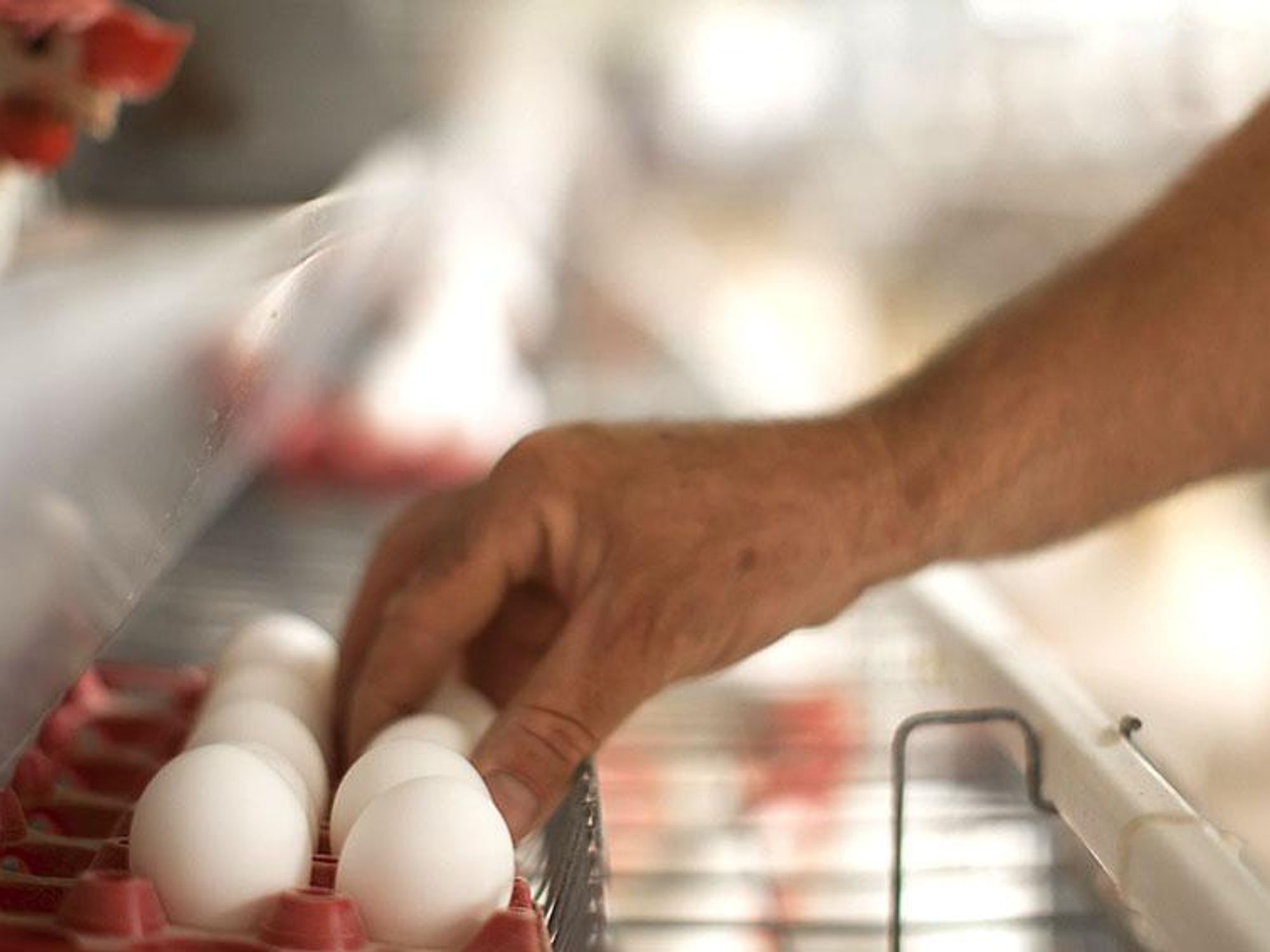 Photo of a case of eggs a chicken farm in Brazil