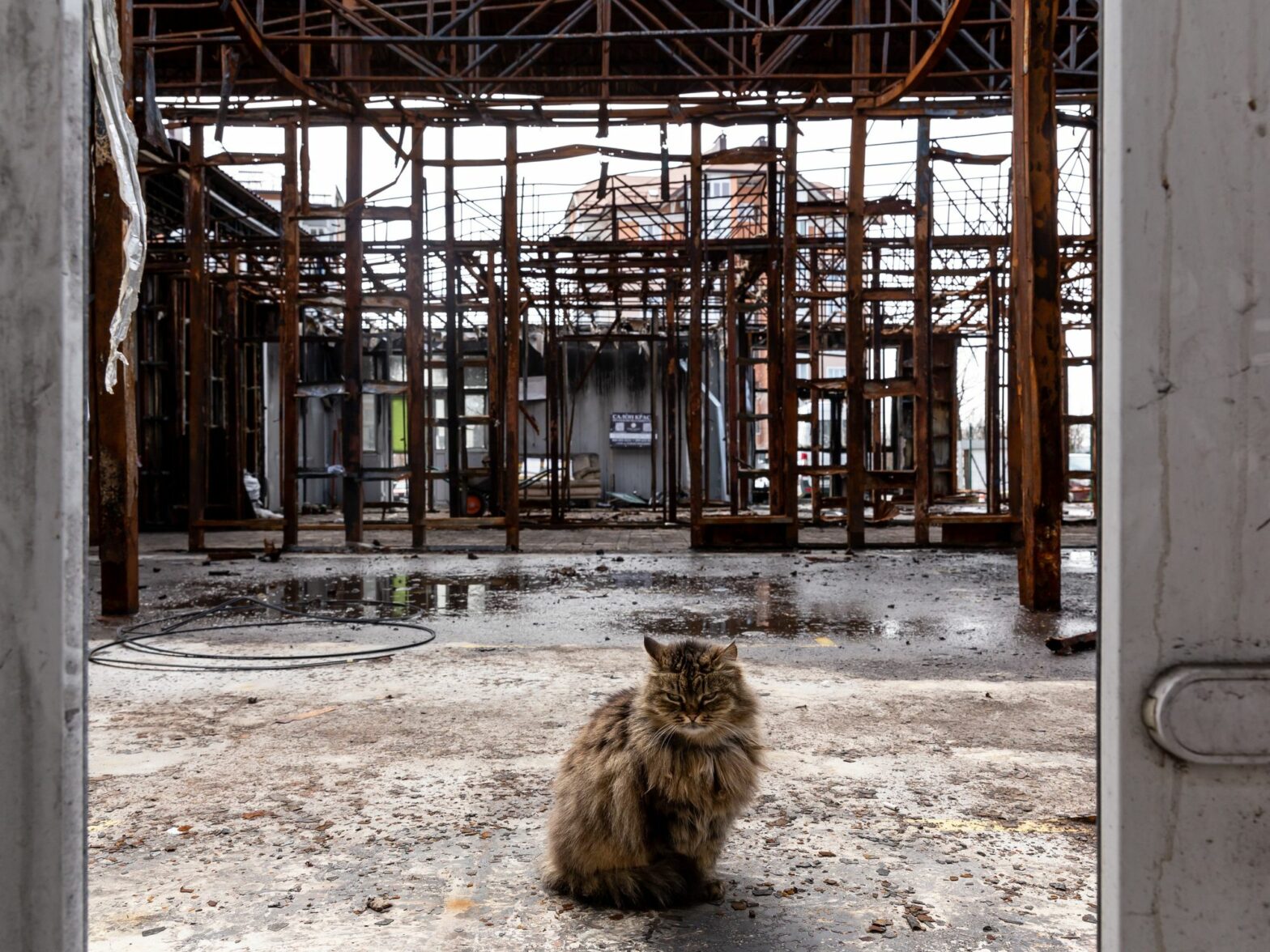 Photo of a cat in a burned market in the city of Bucha, Ukraine
