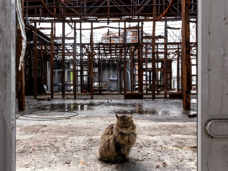Photo of a cat in a burned market in the city of Bucha, Ukraine