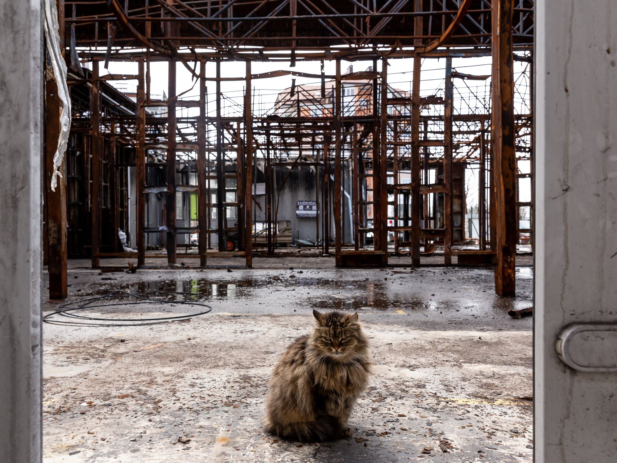 Photo of a cat in a burned market in the city of Bucha, Ukraine
