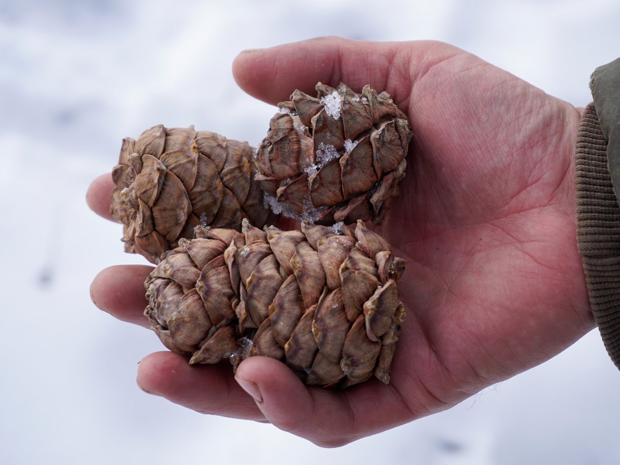 Photo of a cedar cone