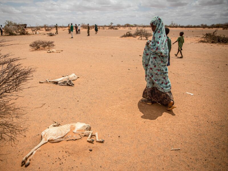 Photo of a child walking past a carcass of an animal