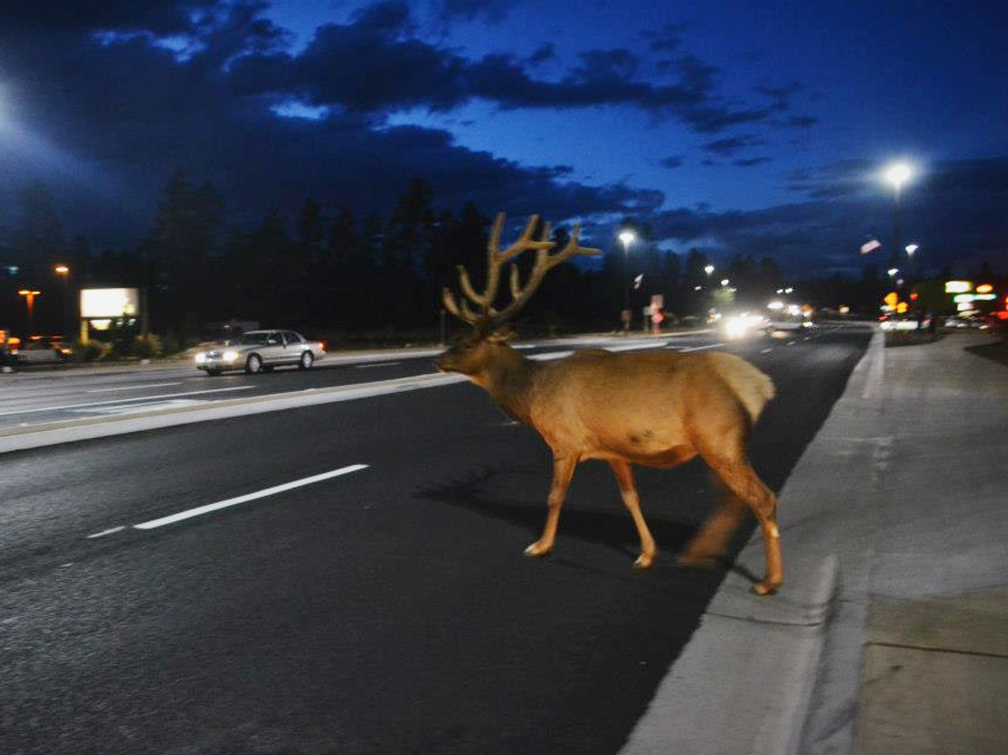 Photo of a deer with antlers crossing a highway at night