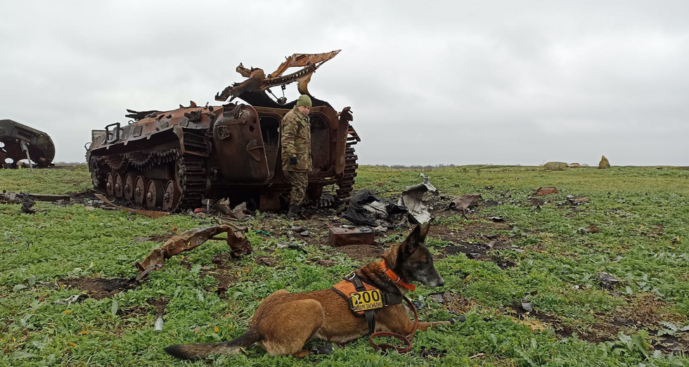 photo of a dog and burned out tanks