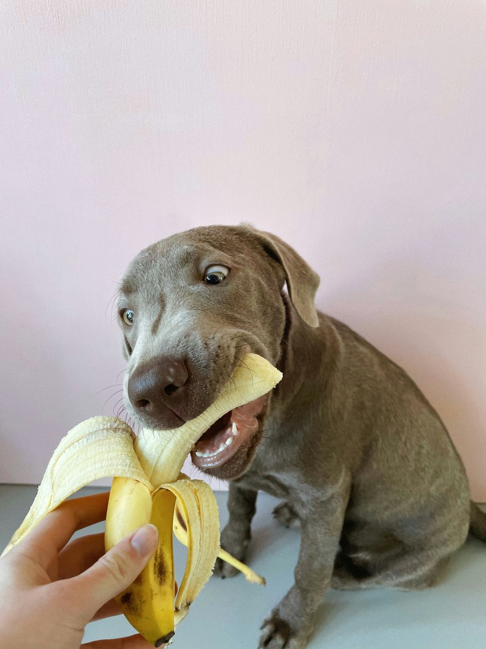 photo of a dog eating a banana