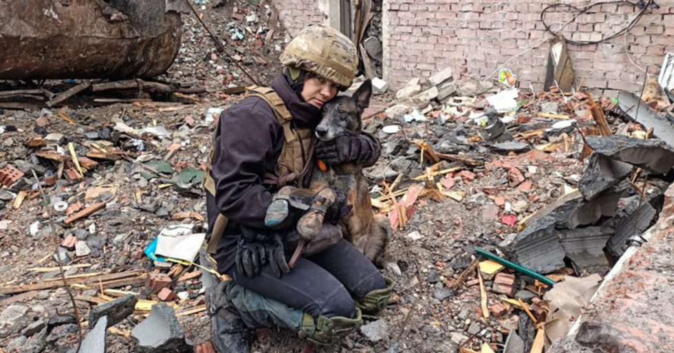 photo of a dog from canine rescue unite
