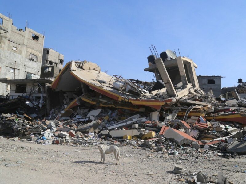 Photo of a dog in front of a destroyed building at the Jabalia refugee camp.