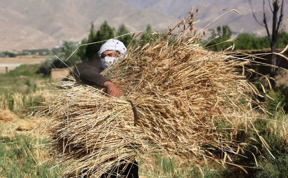 Photo of a farmer harvesting wheat on the outskirts of Kabul