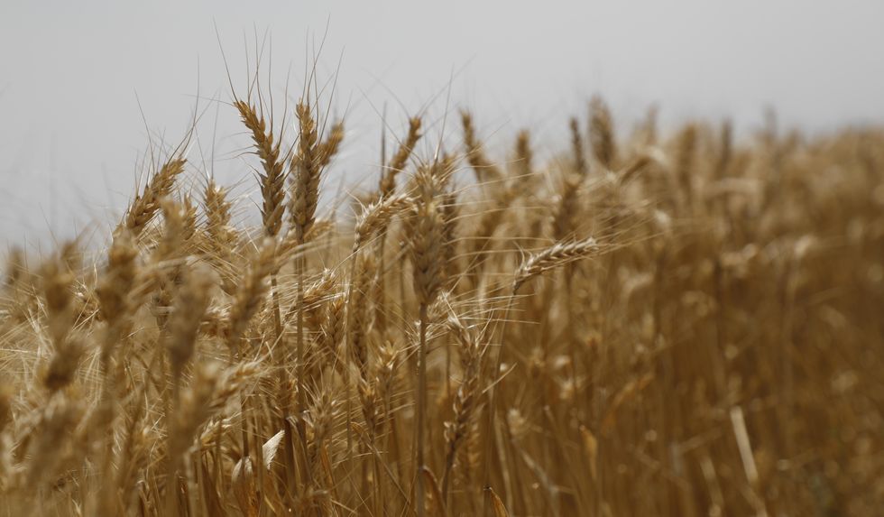 Photo of a field of grain in Spain