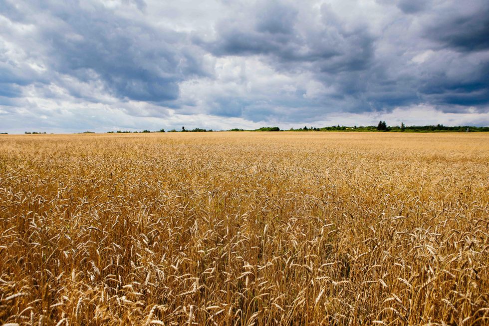 Photo of a field of wheat in Ukraine
