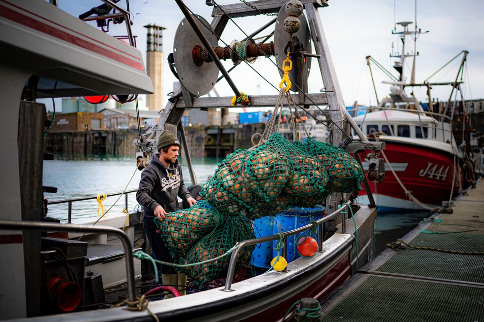 Photo of a fisherman unloading a catch of scallops at the harbor in St Helier, Jersey.