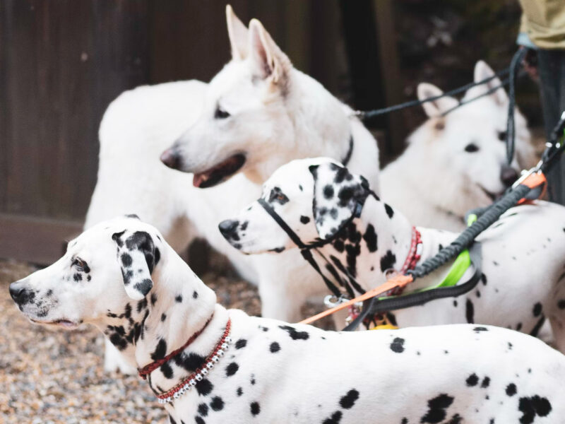 Photo of a four dogs, including two dalmatians, on leashes