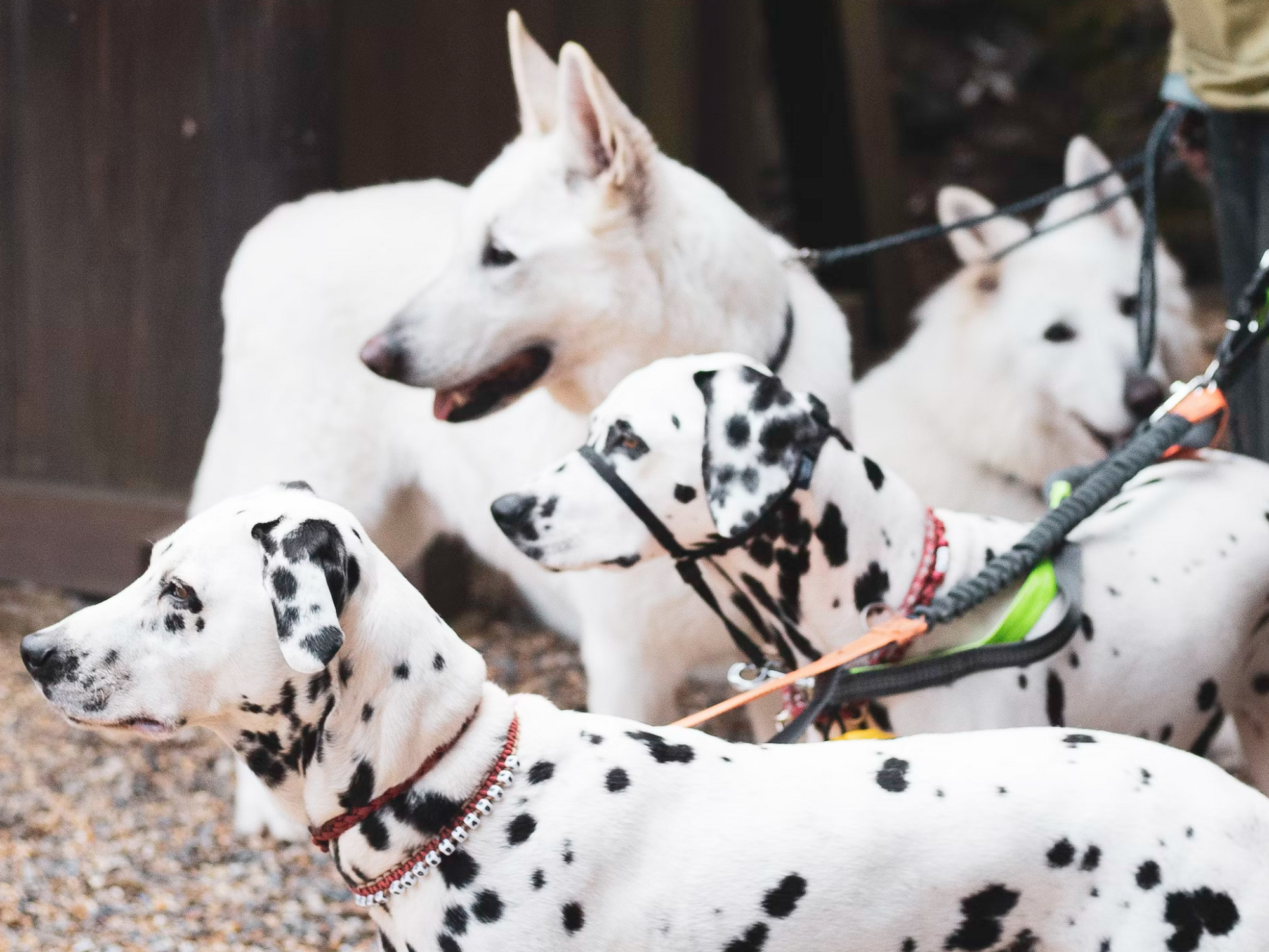 Photo of a four dogs, including two dalmatians, on leashes