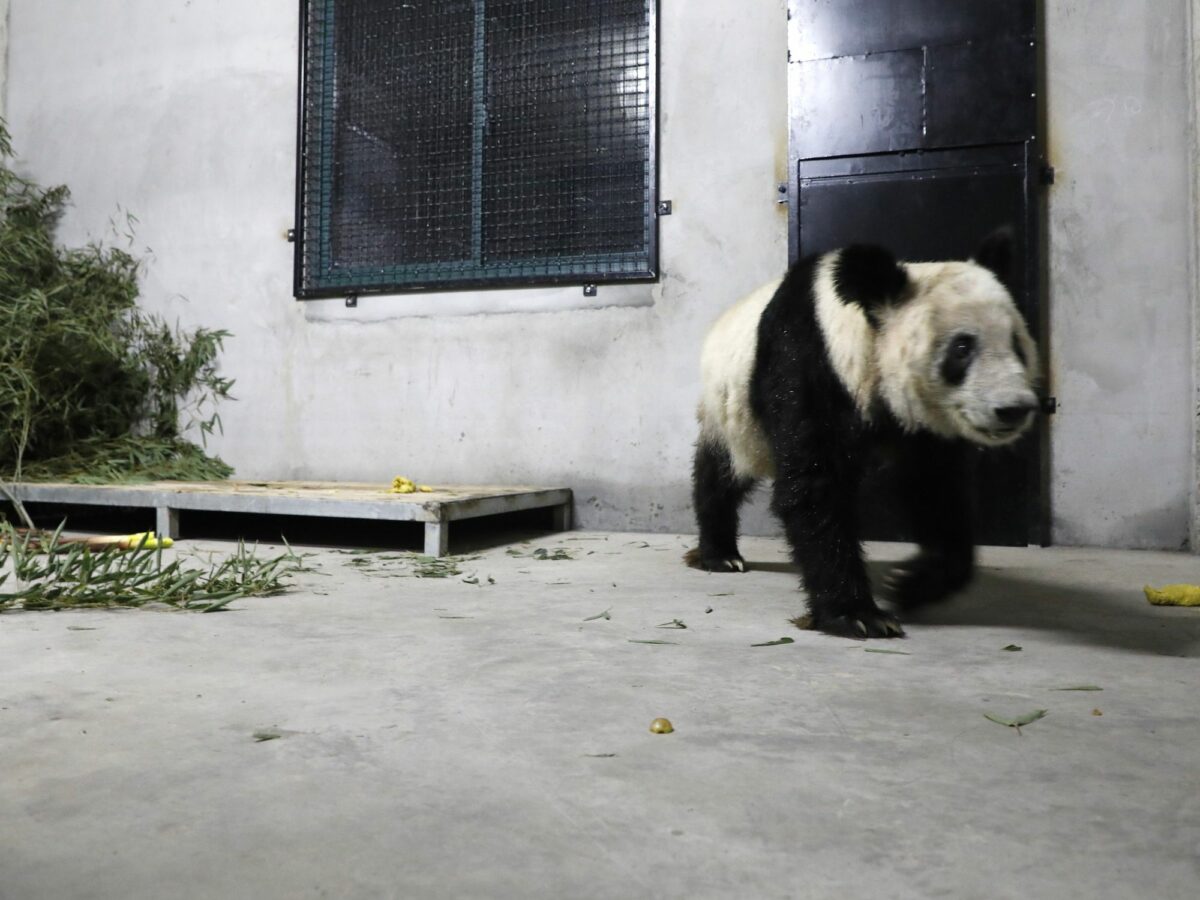photo of a giant panda walking