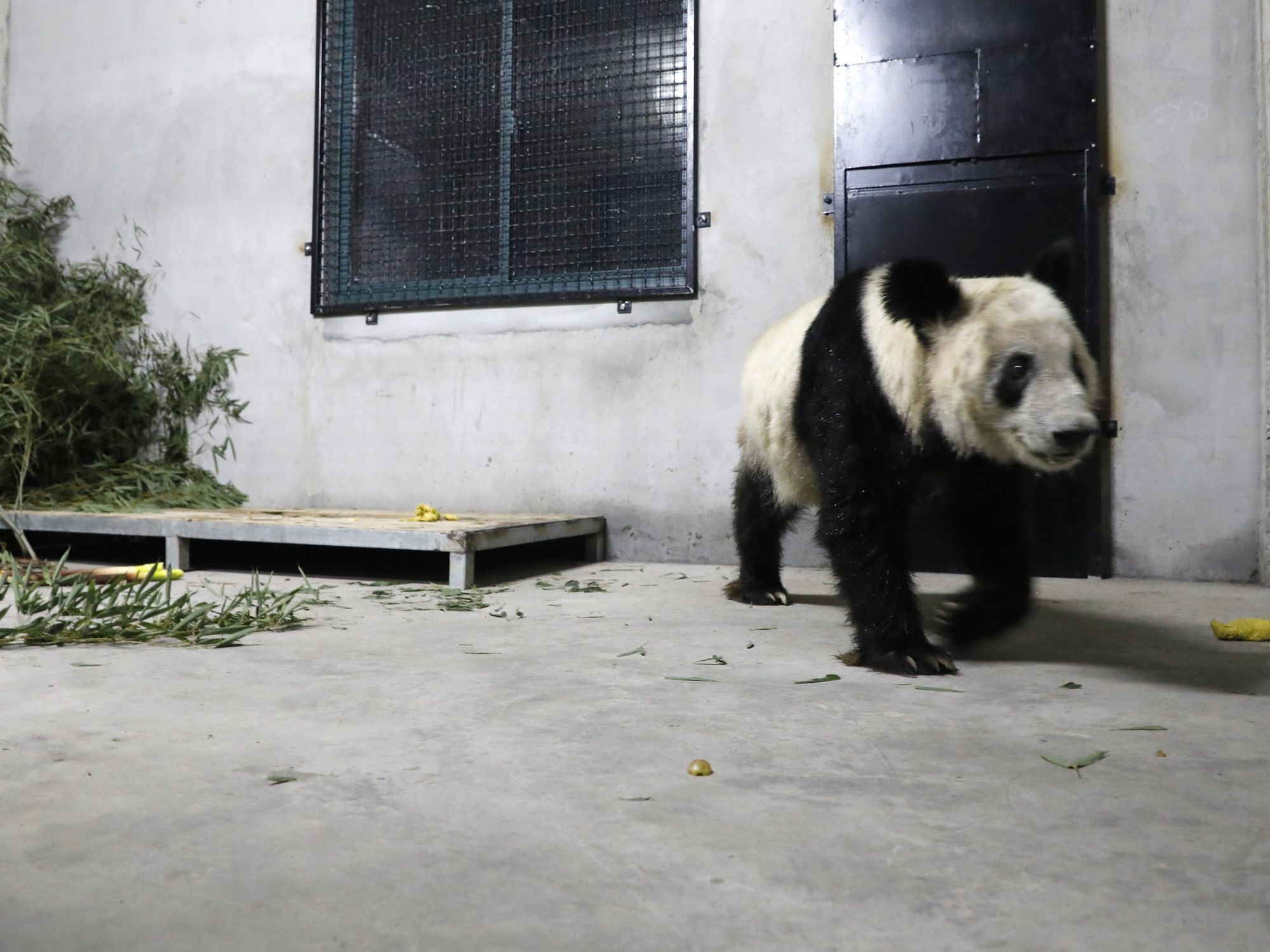 photo of a giant panda walking