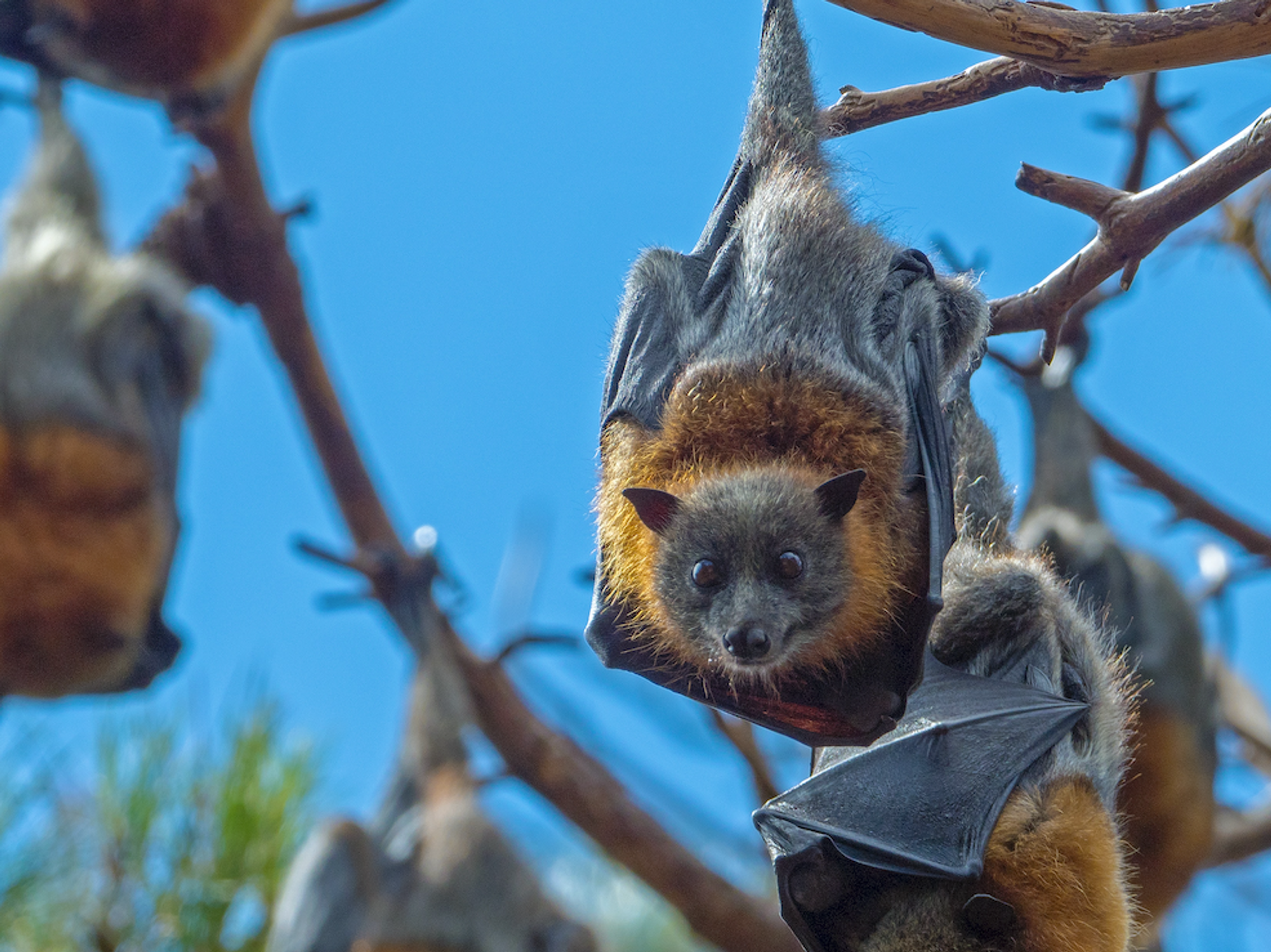 Photo of a group of bats