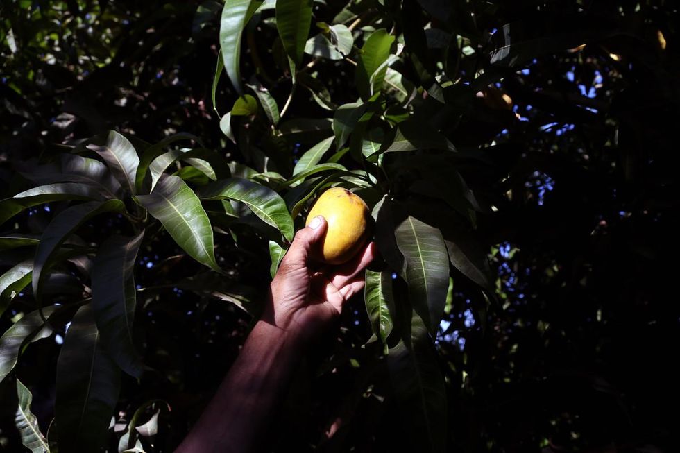 Photo of a hand picking a mango from the tree in Egypt