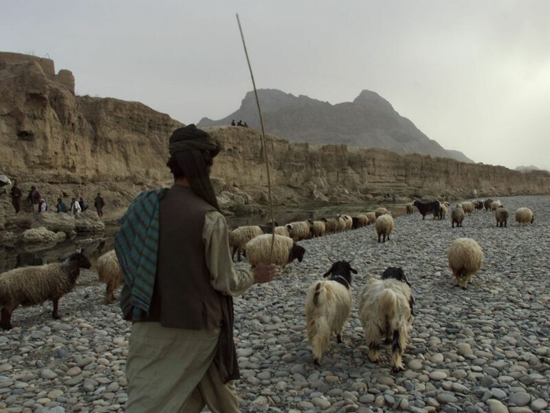 Photo of a man and his goats walking on a dried out river in Afghanistan