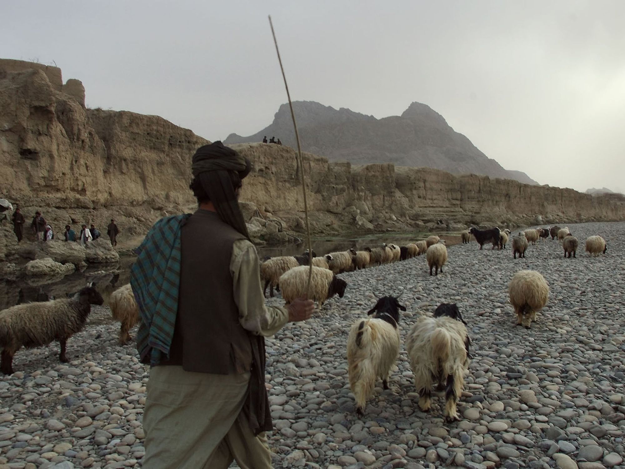 Photo of a man and his goats walking on a dried out river in Afghanistan