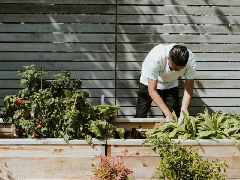 Photo of a man gardening under the sun.