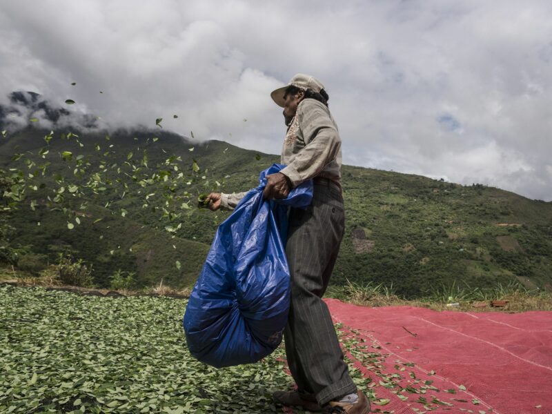Photo of a man laying out coca leaves to dry