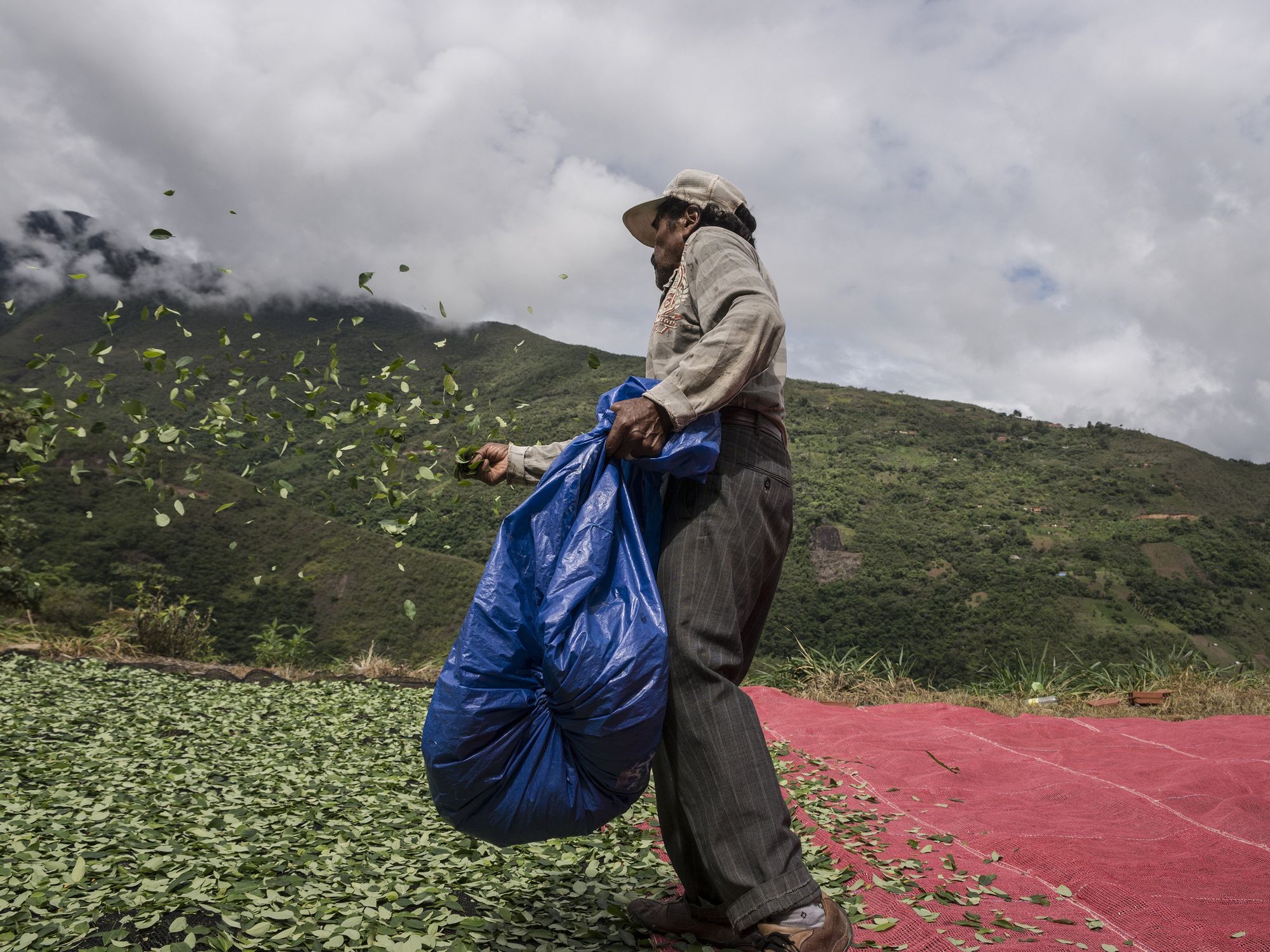 Photo of a man laying out coca leaves to dry