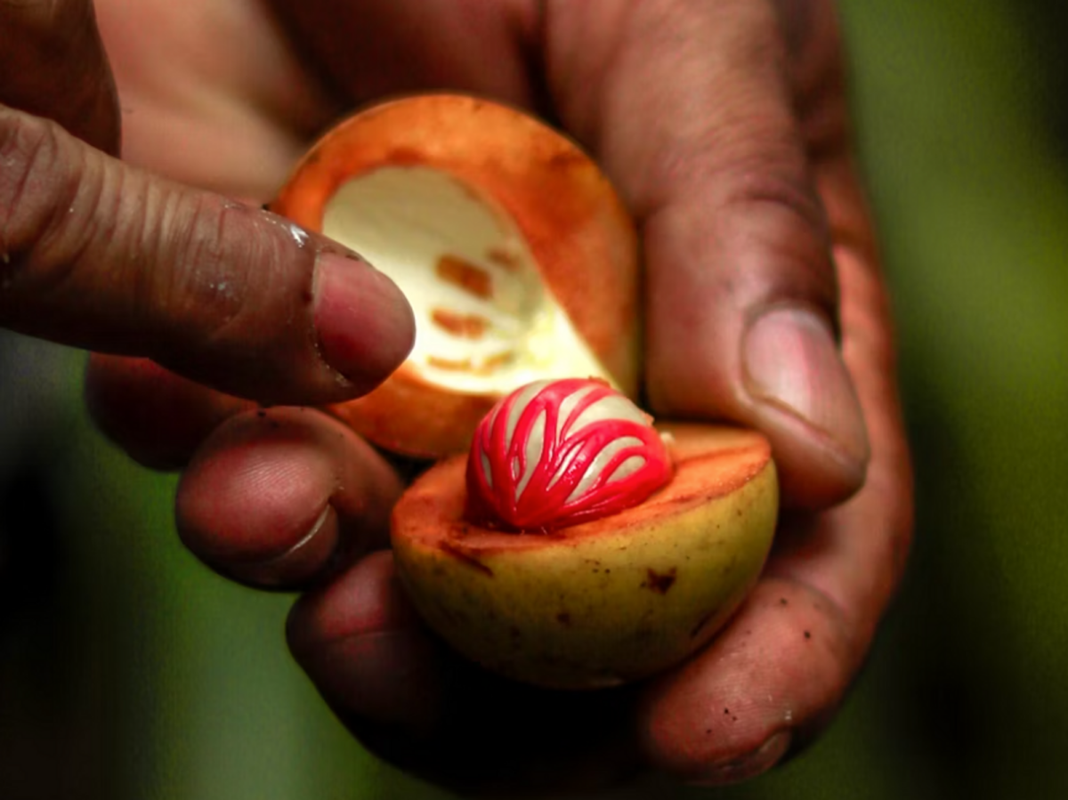Photo of a man opening nutmeg