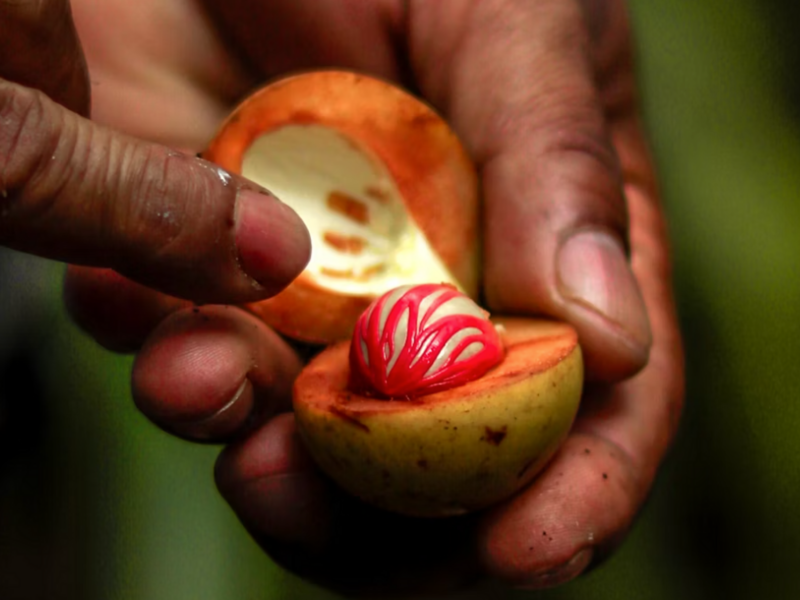 Photo of a man opening nutmeg
