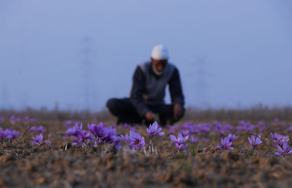 Photo of a man seen working in the midst of saffron flowers