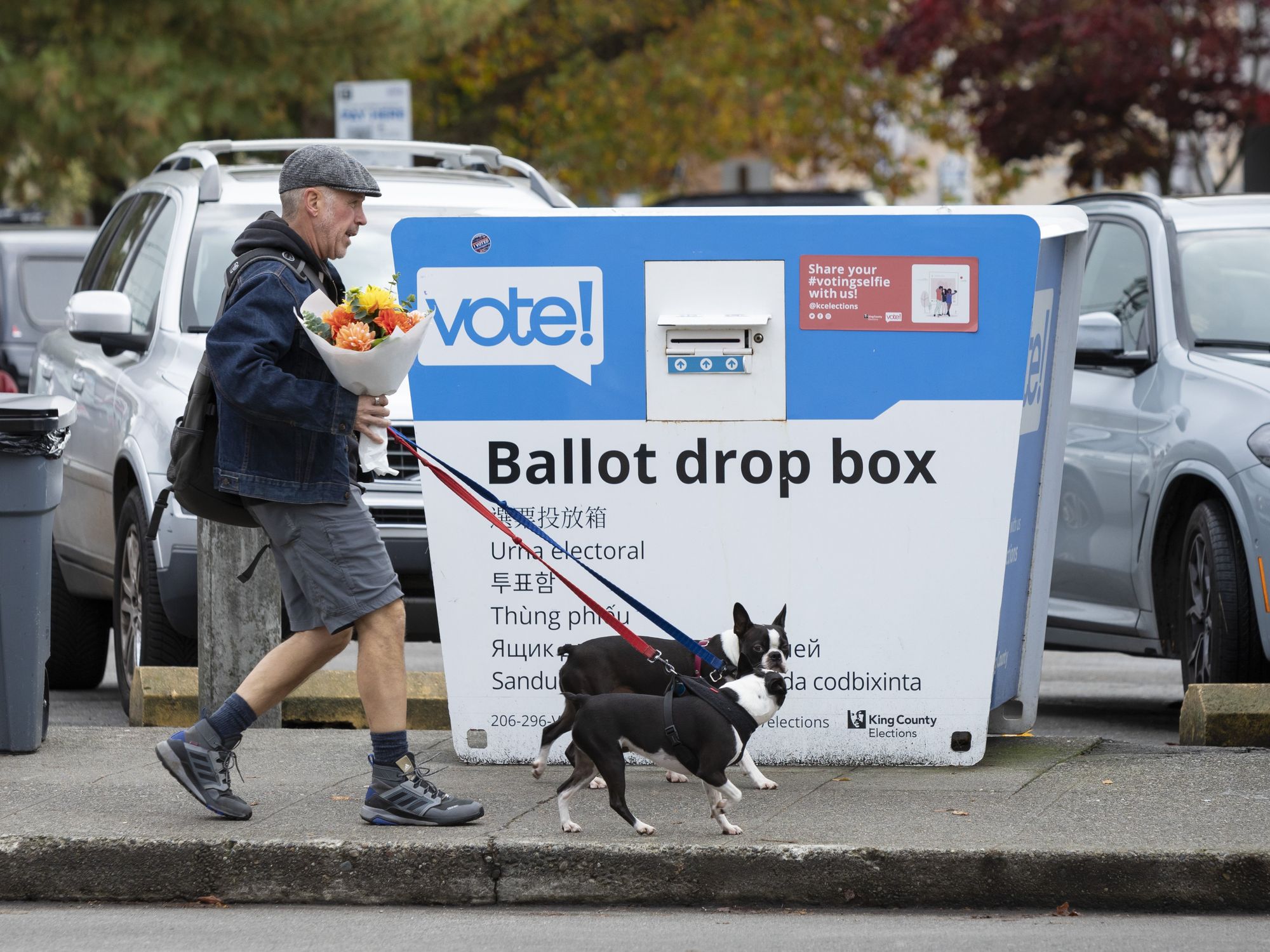 photo of a man walking 2 dogs in front of ballot drop box