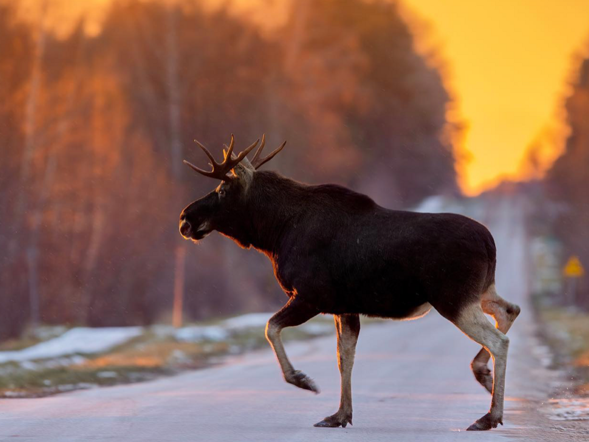 Photo of a moose crossing a road