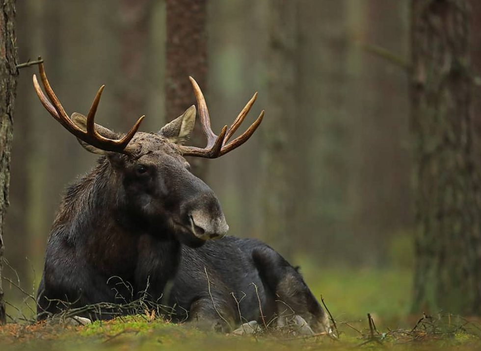 Photo of a moose near a tree