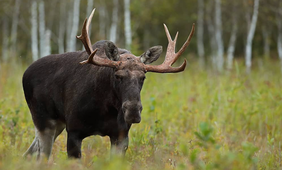 Photo of a moose