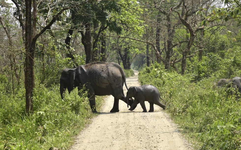 Photo of a mother elephant and her baby crossing a road in India