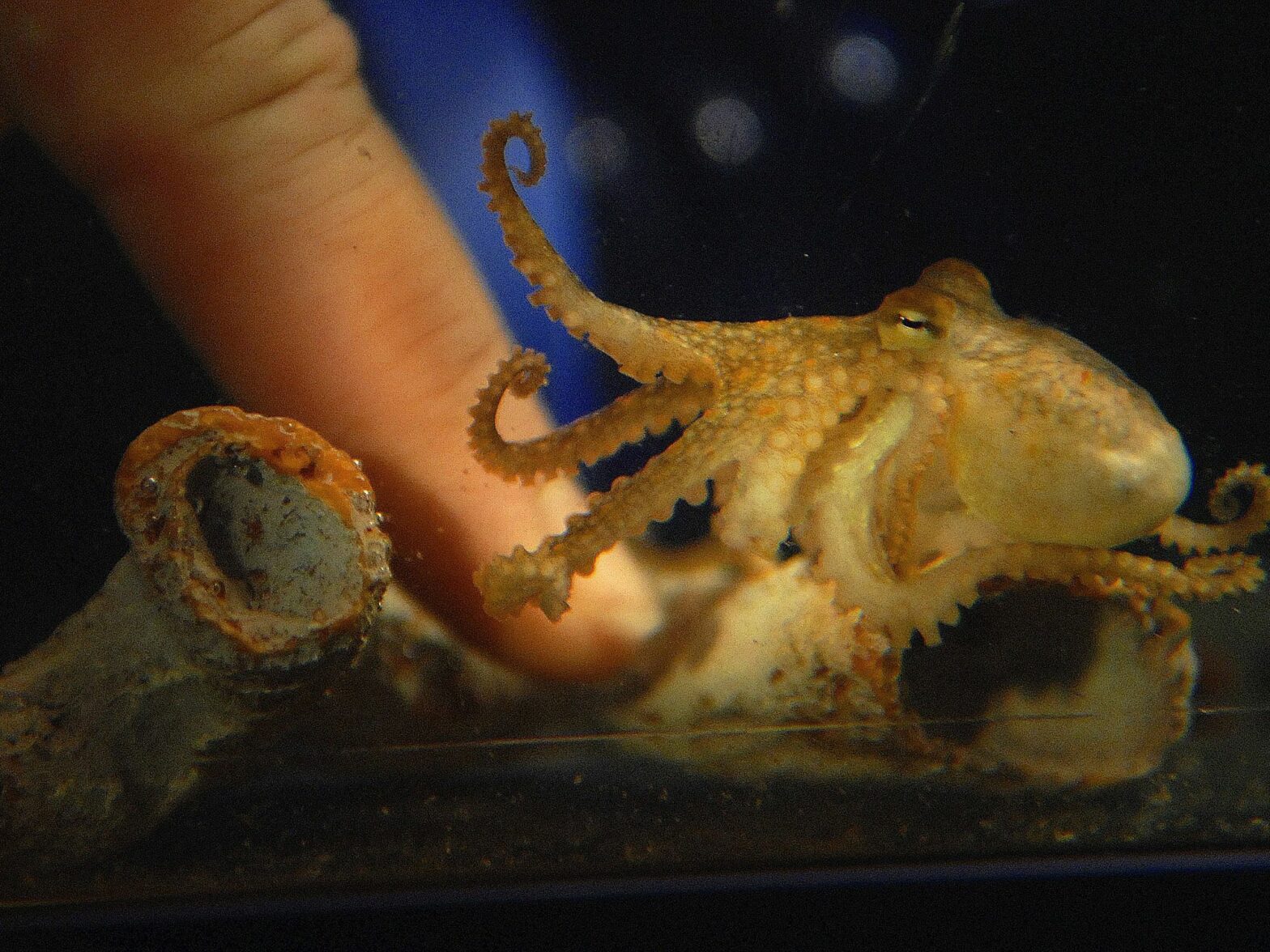 Photo of a person playing with a baby octopus in an aquarium